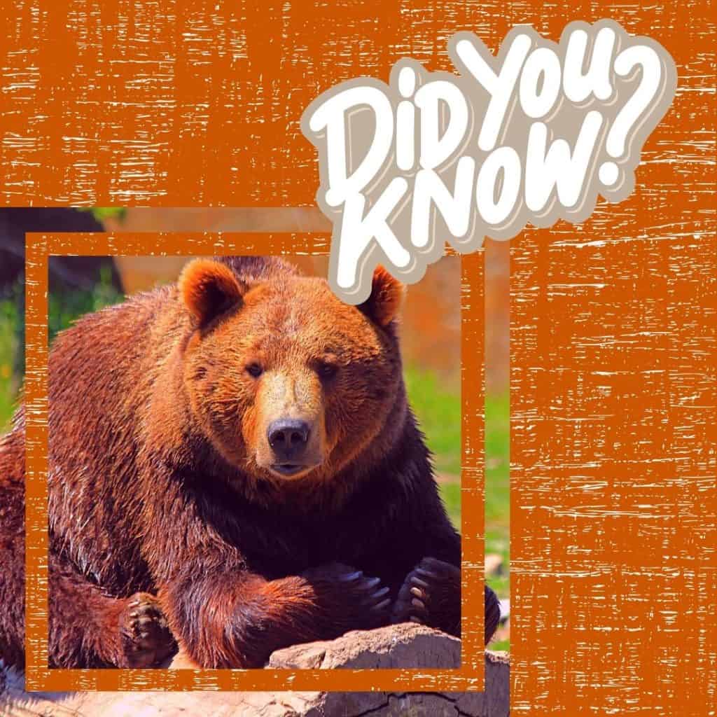 Bear Country USA Facts